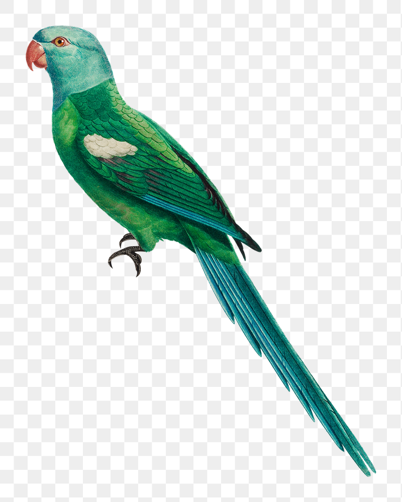 Yellow-shouldered Amazon parrot png bird | Free PNG Illustration - rawpixel