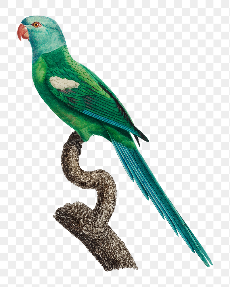 Yellow-shouldered Amazon parrot png bird | Free PNG Illustration - rawpixel