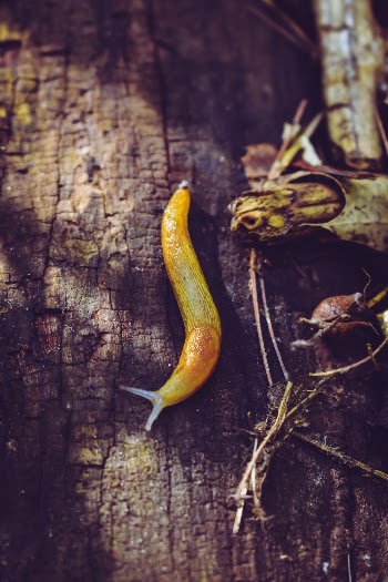 Yellow Slug