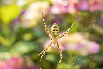 Yellow Spider