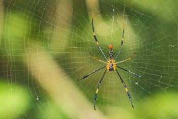 Yellow Spider