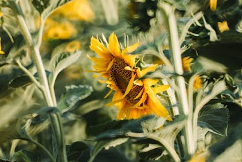 Yellow Sunflower