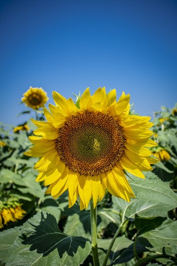 Yellow Sunflower