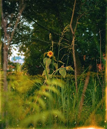 Yellow Sunflower