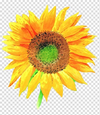 Yellow sunflower , Common sunflower illustration Illustration, sunflower transparent background PNG clipart