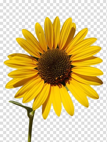 Yellow sunflower, Common sunflower Sunflower oil Sunflower seed , sunflower transparent background PNG clipart