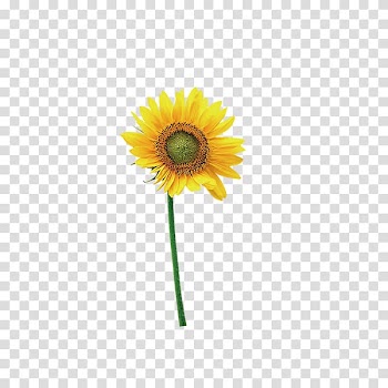 Yellow sunflower , Common sunflower, sunflower transparent background PNG clipart