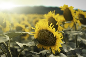 Yellow Sunflower Field