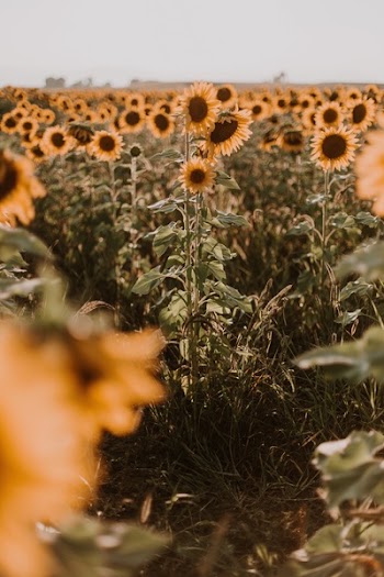 Yellow Sunflower Field