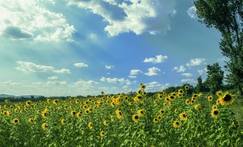 Yellow Sunflower Field Under Blue and White Sky