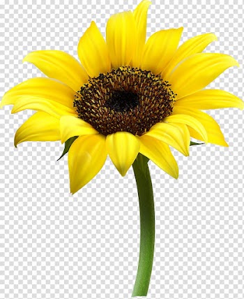 Yellow Sunflower flower transparent background PNG clipart