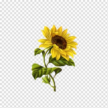 Yellow sunflower graphic, Common sunflower Drawing Illustration, sunflower transparent background PNG clipart