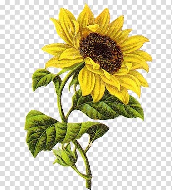 Yellow sunflower illustration, Common sunflower Drawing Sketch, sunflower transparent background PNG clipart