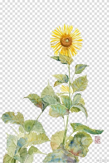 Yellow sunflower illustration, Common sunflower Sunflower Student Movement Painting Flowers Watercolor painting, Hand painted sunflowers transparent background PNG clipart