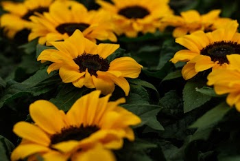 Yellow Sunflowers