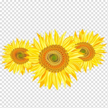 Yellow sunflowers illustration, Common sunflower The Sunflower Sunflower seed, Sunflower transparent background PNG clipart