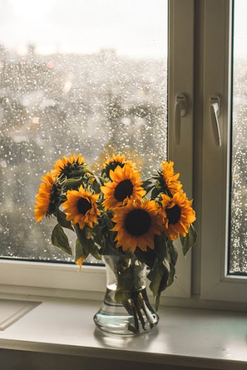 Yellow Sunflowers In Clear Glass Vase