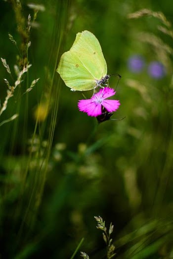 Yellow Surfer Butterfly Perched on Pink Petaled Flower