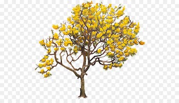 Yellow Tabebuia chrysantha Twig Tabebuia aurea Tree - tree 