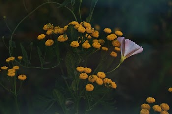 Yellow Tansy Flowers