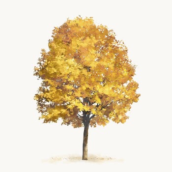 Yellow tree watercolor illustration, isolated | Free Vector - rawpixel