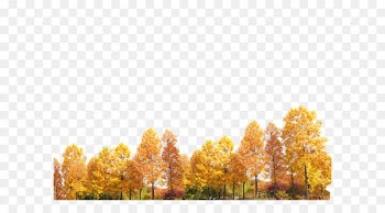 Yellow trees 