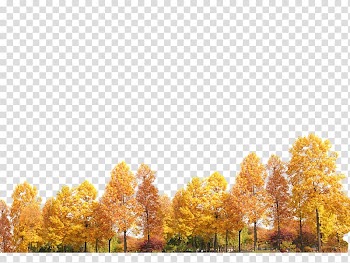 Yellow trees, Yellow trees transparent background PNG clipart