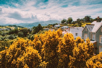 Yellow Tress Surrounded By Houses