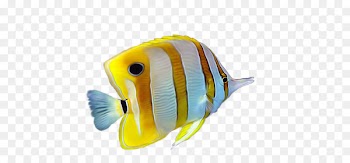 Yellow Tropical fish - Yellow striped tropical fish 