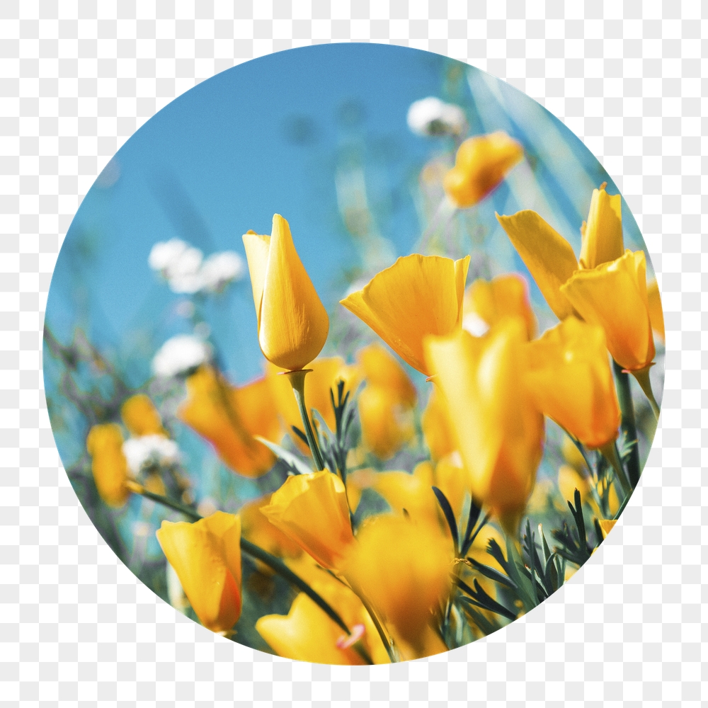 Yellow tulip field png badge | Free PNG - rawpixel