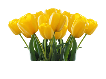 Yellow Tulip Flower