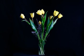 Yellow Tulip Flower