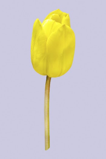 Yellow tulip, flower collage element | Free PSD - rawpixel