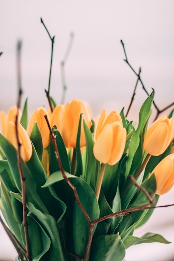 Yellow Tulip Flowers