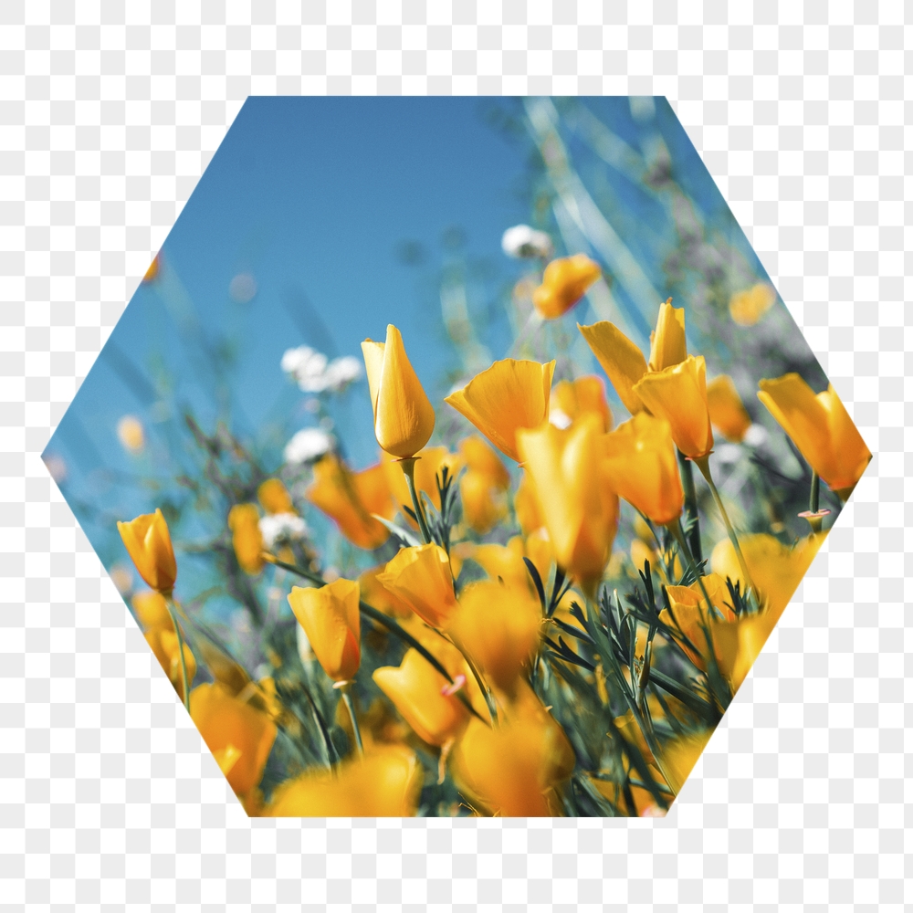 Yellow tulip png field badge | Free PNG - rawpixel