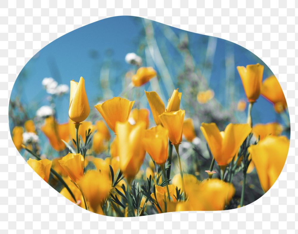 Yellow tulip png field badge | Free PNG - rawpixel