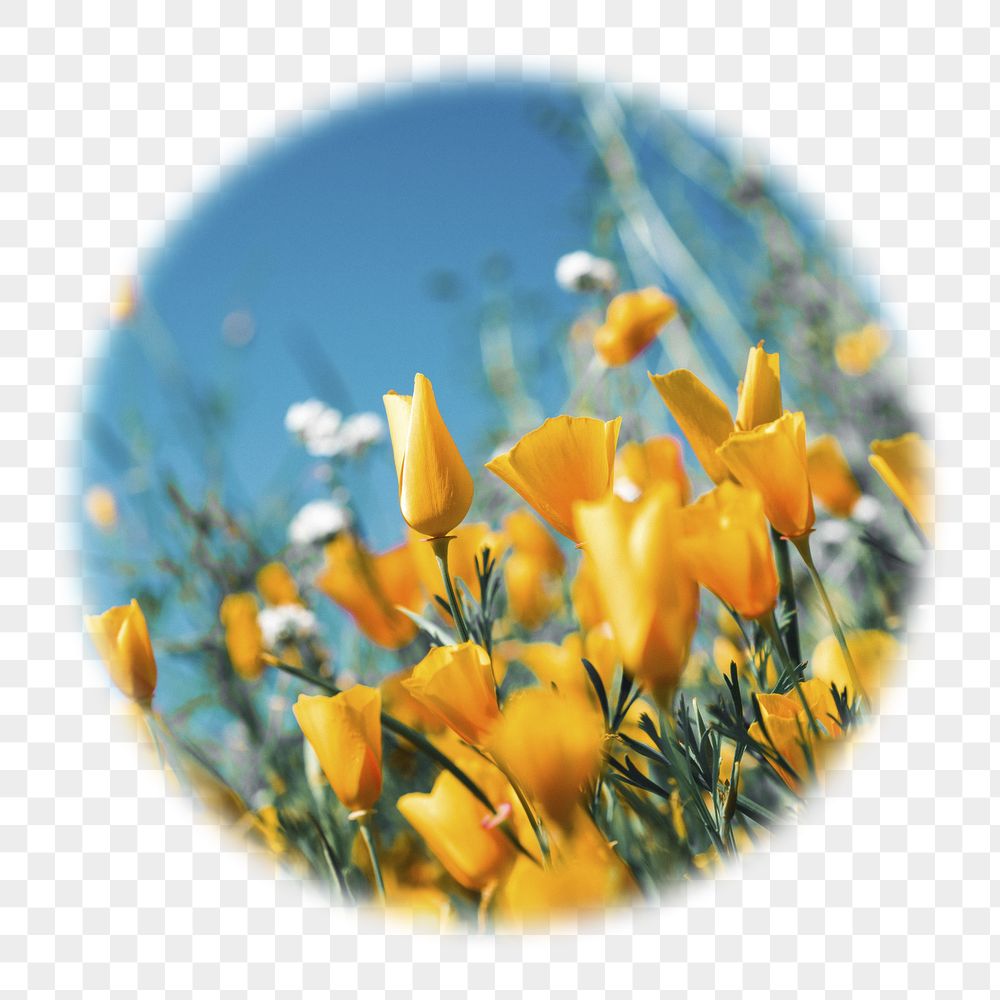 Yellow tulip png field badge | Free PNG - rawpixel