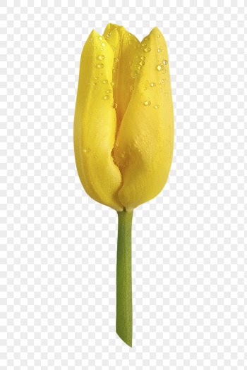 Yellow tulip png, flower sticker, | Free PNG - rawpixel