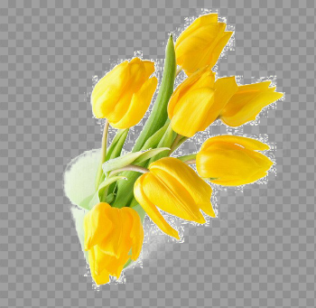 Yellow Tulip PNG Transparent Image