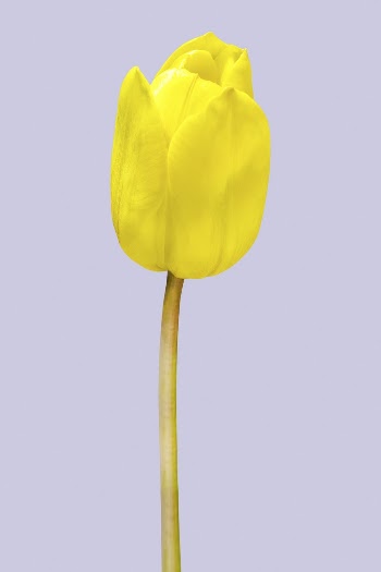 Yellow tulip, spring flower clipart | Free Photo - rawpixel