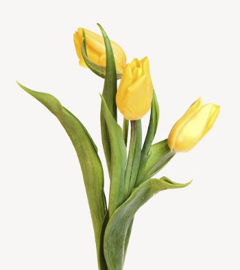 Yellow tulips collage element psd | Free PSD - rawpixel