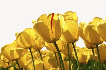 Yellow tulips flower border, Spring | Free PSD - rawpixel