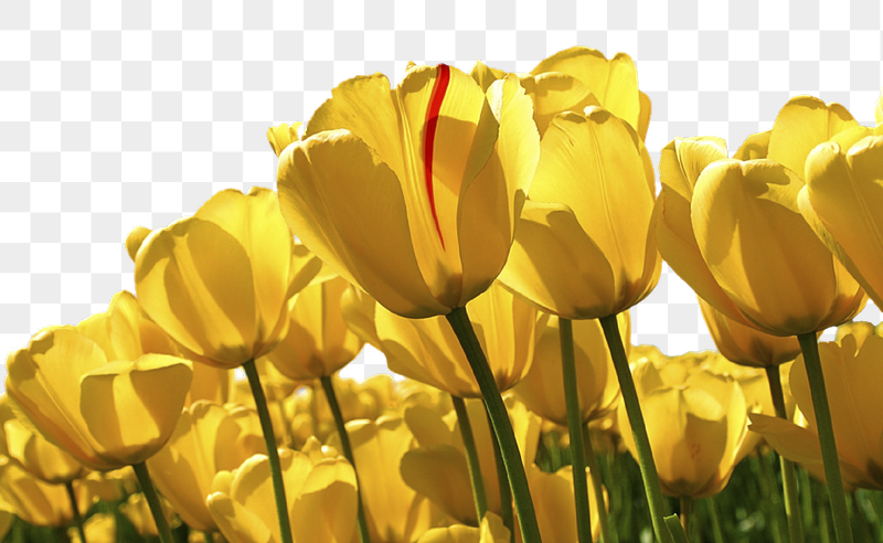 Yellow tulips flower png border, | Free PNG - rawpixel