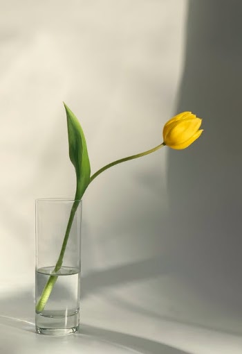 Yellow Tulips in Clear Glass Vase · Free Stock Photo