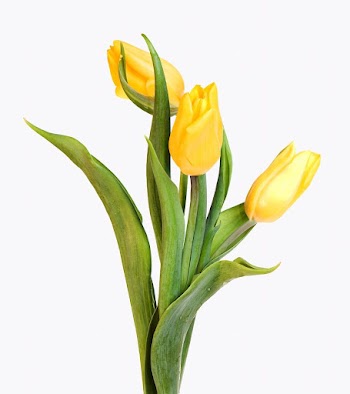 Yellow tulips isolated on off white | Free Photo - rawpixel