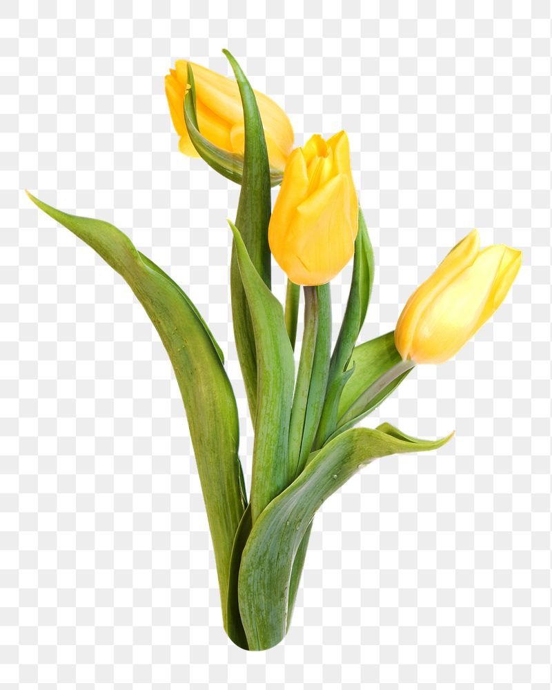 Yellow tulips png sticker, transparent | Free PNG - rawpixel