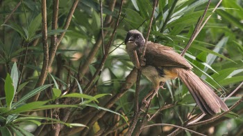 Yellow-vented Bulbul Perching On Branch