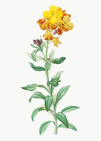 Yellow wallflower in bloom | Free stock vector - 573827
