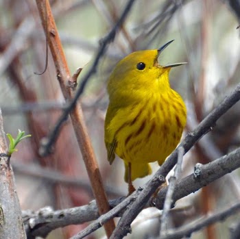 Yellow Warbler in a Thicket.JPG