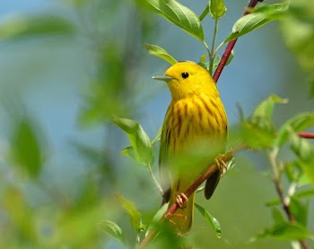 Yellow Warbler.jpg